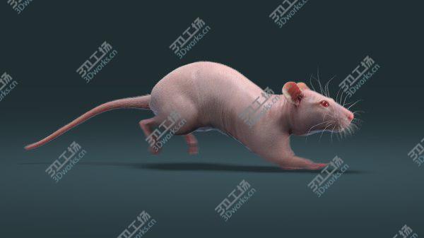 images/goods_img/20210312/3D Rat Hairless Animated/4.jpg